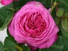 Heidi Klum Rose (Floribunda Rose) Picture of the rose 'Heidi Klum Rose' (Floribunda Rose)