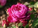 Heidi Klum Rose (Floribunda Rose) Picture of the rose 'Heidi Klum Rose' (Floribunda Rose)