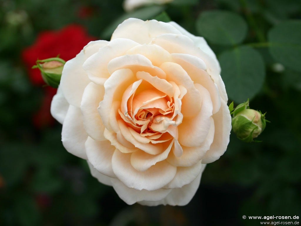 Isarperle (Floribunda Rose) Picture of the rose 'Isarperle' (Floribunda Rose)