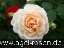 Picture of the rose 'Isarperle' (Floribunda Rose)
