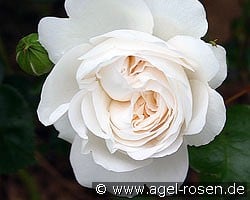 Ledreborg (Floribunda Rose) Picture of the rose 'Ledreborg' (Floribunda Rose)