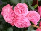 Leonardo da Vinci (Floribunda Rose) Picture of the rose 'Leonardo da Vinci' (Floribunda Rose)