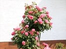 Leonardo da Vinci (Floribunda Rose) Picture of the rose 'Leonardo da Vinci' (Floribunda Rose)