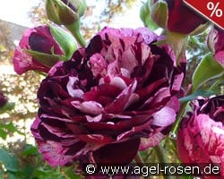 Magdas Rose kaufen, click for more details Magdas Rose