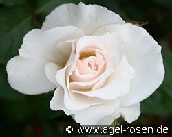 Margaret Merril (Floribunda Rose) Picture of the rose 'Margaret Merril' (Floribunda Rose)