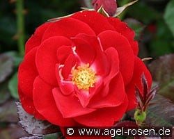 Mariandel (Floribunda Rose) Picture of the rose 'Mariandel' (Floribunda Rose)