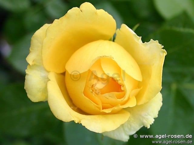 Marselisborg (Floribunda Rose) Picture of the rose 'Marselisborg' (Floribunda Rose)