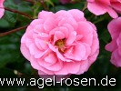 Medley Pink (Floribunda Rose) Picture of the rose 'Medley Pink' (Floribunda Rose)