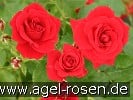 Picture of the rose 'Nina Weibull' (Floribunda Rose)