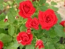Nina Weibull (Floribunda Rose) Picture of the rose 'Nina Weibull' (Floribunda Rose)