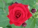 Nina Weibull (Floribunda Rose) Picture of the rose 'Nina Weibull' (Floribunda Rose)