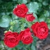 Nina Weibull (Floribunda Rose) Picture of the rose 'Nina Weibull' (Floribunda Rose)