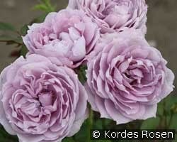 Novalis (Floribunda Rose) Picture of the rose 'Novalis' (Floribunda Rose)