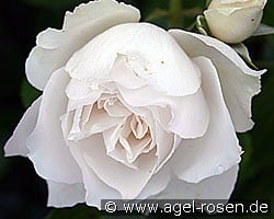Princess of Wales (Floribunda Rose) Picture of the rose 'Princess of Wales' (Floribunda Rose)