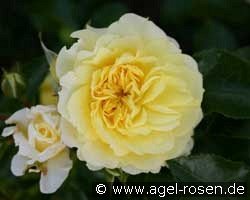 Solero (Floribunda Rose) Picture of the rose 'Solero' (Floribunda Rose)