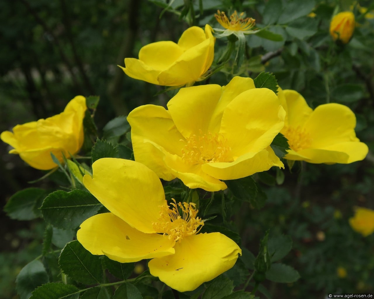 Rosa foetida (Fuchsrose) Bild der Rose 'Rosa foetida' (Fuchsrose)