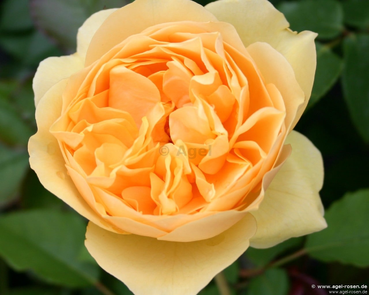 Bild der Rose 'Rosa foetida 'Persiana'' (Fuchsrose)