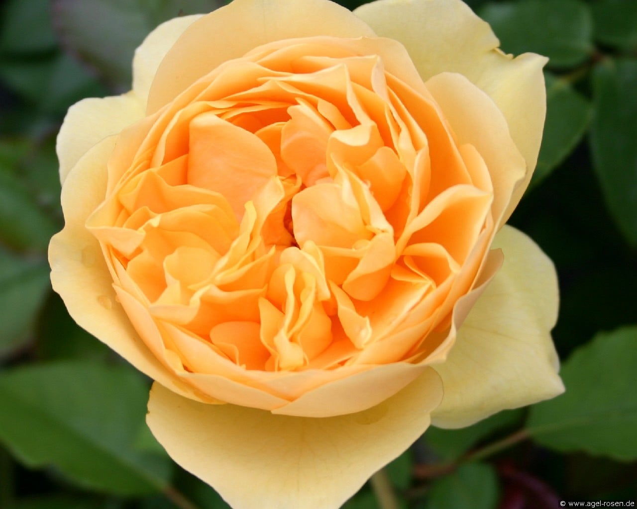 Rosa foetida 'Persiana' (Fuchsrose) Bild der Rose 'Rosa foetida 'Persiana'' (Fuchsrose)