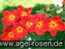 Bild der Rose 'Rosa lutea bicolor atropurpurea' (Fuchsrose)