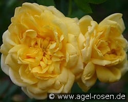 Schloß Dryburg (Fuchsrose) Bild der Rose 'Schloß Dryburg' (Fuchsrose)