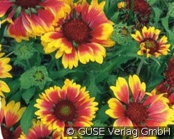 Kokardenblume (Stauden für Steingärten & Trockenmauern) Bild der Staude 'Kokardenblume' (Gaillardia Hybride 'Kobold')