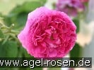 Picture of the rose 'Aimable Rouge' (Gallica Rose)