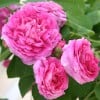 Aimable Rouge (Gallica Rose) Picture of the rose 'Aimable Rouge' (Gallica Rose)