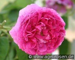Aimable Rouge (Gallica Rose) Picture of the rose 'Aimable Rouge' (Gallica Rose)