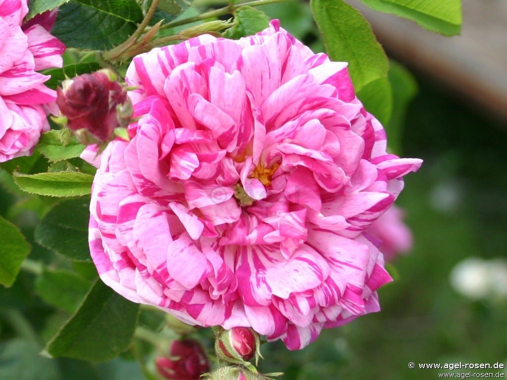 Picture of the rose 'Belle Vilageoise' (Gallica Rose)