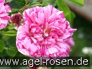 Picture of the rose 'Belle Vilageoise' (Gallica Rose)