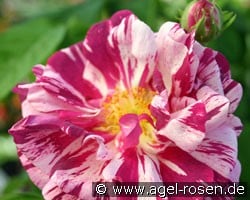 Camaieux (Gallica Rose) Picture of the rose 'Camaieux' (Gallica Rose)