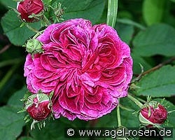 Charles de Mills (Gallica Rose) Picture of the rose 'Charles de Mills' (Gallica Rose)