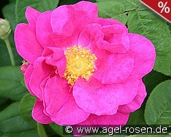 Rosa gallica 'Officinalis' kaufen, click for more details Rosa gallica 'Officinalis'