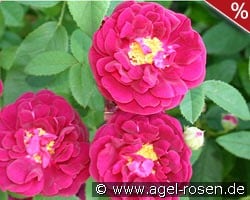 Tuscany Superb kaufen, click for more details Tuscany Superb