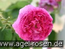Bild der Rose 'Aimable Rouge' (Gallicarose)