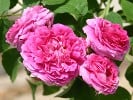 Aimable Rouge (Gallicarose) Bild der Rose 'Aimable Rouge' (Gallicarose)