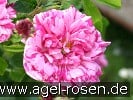 Bild der Rose 'Belle Vilageoise' (Gallicarose)