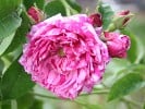 Belle Vilageoise (Gallicarose) Bild der Rose 'Belle Vilageoise' (Gallicarose)