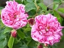 Belle Vilageoise (Gallicarose) Bild der Rose 'Belle Vilageoise' (Gallicarose)