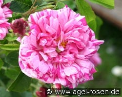 Belle Vilageoise (Gallicarose) Bild der Rose 'Belle Vilageoise' (Gallicarose)