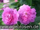 Bild der Rose 'Belle de Crécy' (Gallicarose)