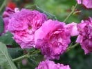 Belle de Crécy (Gallicarose) Bild der Rose 'Belle de Crécy' (Gallicarose)