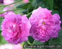 Belle de Crécy (Gallicarose) Bild der Rose 'Belle de Crécy' (Gallicarose)