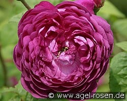 Cardinal de Richelieu (Gallicarose) Bild der Rose 'Cardinal de Richelieu' (Gallicarose)