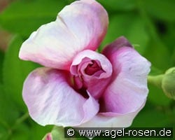 Jenny Duval (Gallicarose) Bild der Rose 'Jenny Duval' (Gallicarose)