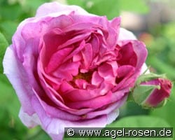 Président de Sèze (Gallicarose) Bild der Rose 'Président de Sèze' (Gallicarose)
