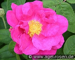 Rosa gallica 'Officinalis' (Gallicarose) Bild der Rose 'Rosa gallica 'Officinalis'' (Gallicarose)