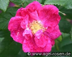 Rosa gallica 'Splendens' (Gallicarose) Bild der Rose 'Rosa gallica 'Splendens'' (Gallicarose)