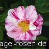 Bild der Rose 'Rosa gallica 'Versicolor'' (Gallicarose)