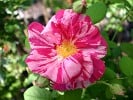 Rosa gallica 'Versicolor' (Gallicarose) Bild der Rose 'Rosa gallica 'Versicolor'' (Gallicarose)